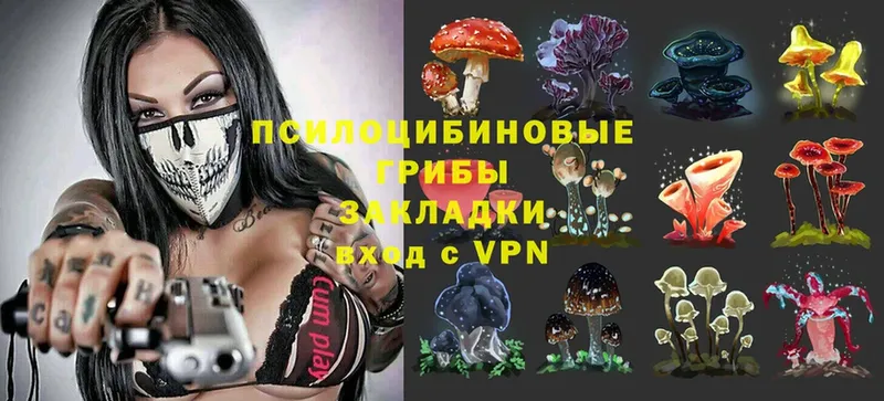 Псилоцибиновые грибы Psilocybe  Бавлы 